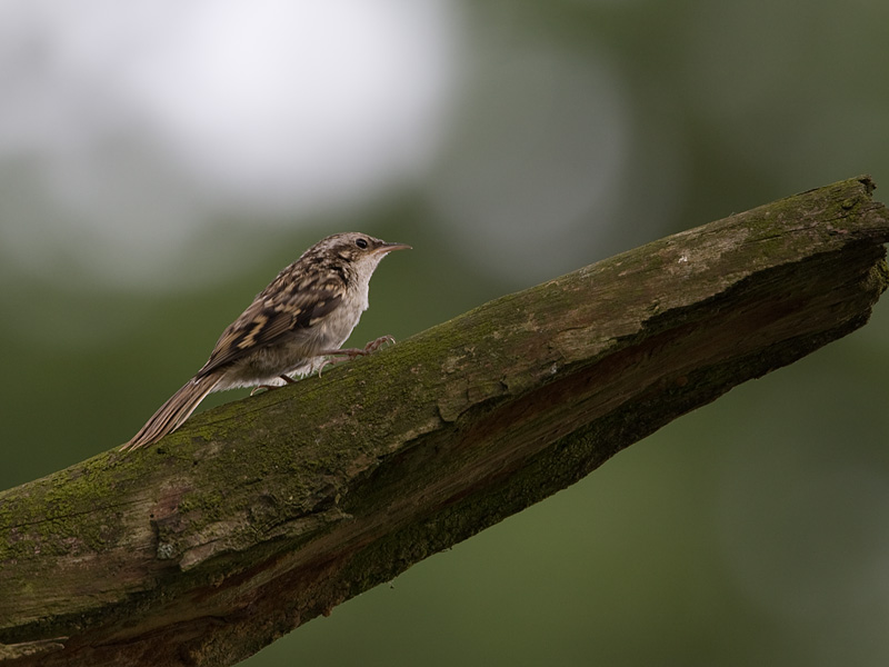 Certhia brachydactyla Boomkruiper Short-toed Treecreeper